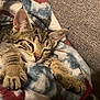 kitten, cat, tabby, sleepy, cozy, blanket, couch, fur, paws, relaxing, indoor, pet, animal, resting, cute, soft, comfort, closeup, feline, warm
