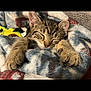 kitten, cat, sleeping, cozy, blanket, tabby, fur, paws, cute, pet, indoor, resting, snuggled, soft, animal, mammal, young, closeup, relaxation, comfort
