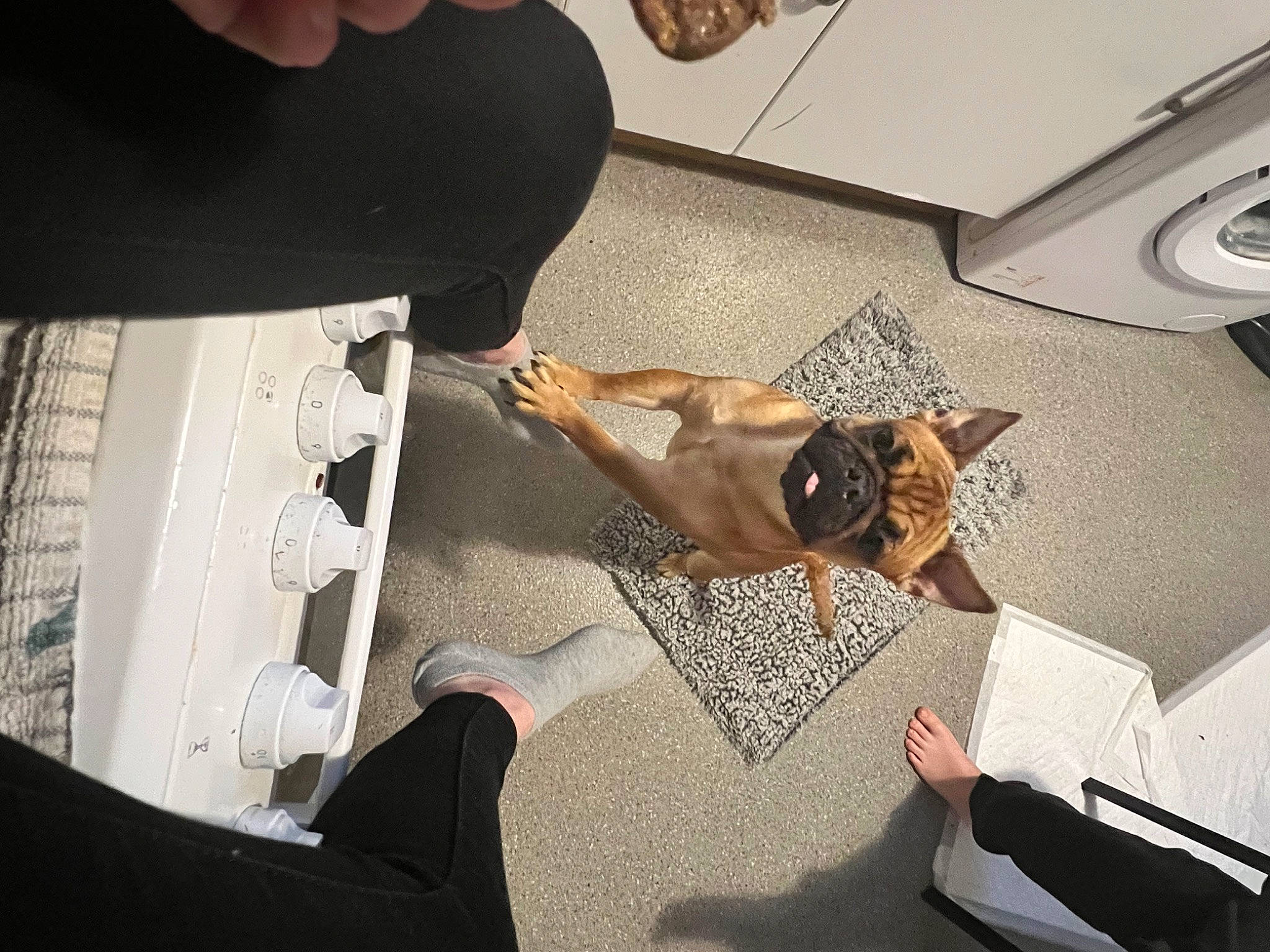 Nala joined the competition — help win amazing prizes! carnivore, comfort, companion_dog, dog, dog_breed, eyewear, fawn, felidae, floor, flooring, fur, hardwood, human_leg, linens, room, sitting, small_to_medium_sized_cats, sporting_group, sunglasses, wood