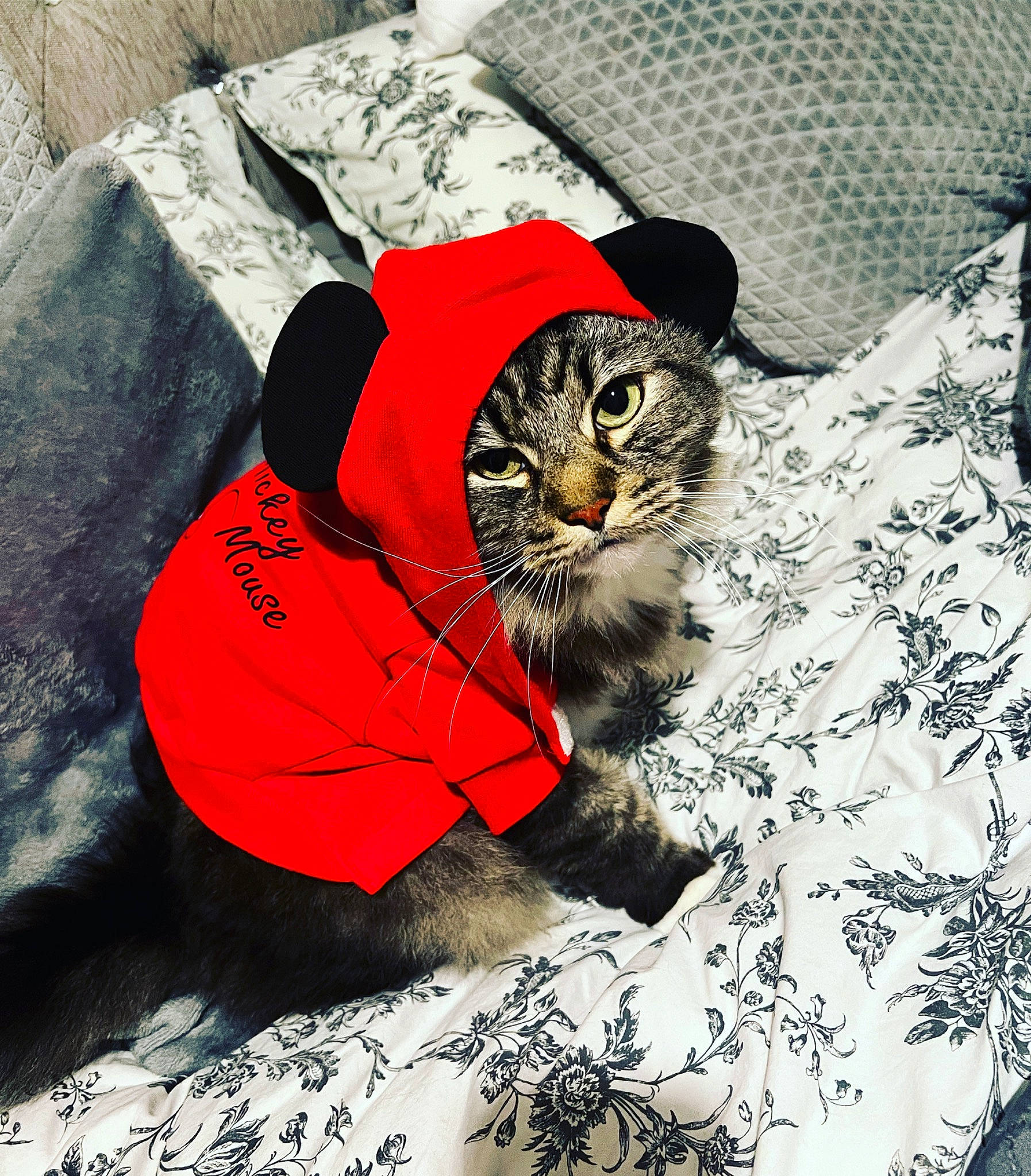 Tommy joined the competition — help win amazing prizes! bag, bedding, black_cat, carnivore, cat, comfort, domestic_short_haired_cat, felidae, fur, illustration, linens, pattern, plant, sitting, sleeve, small_to_medium_sized_cats, tail, textile, top, whiskers