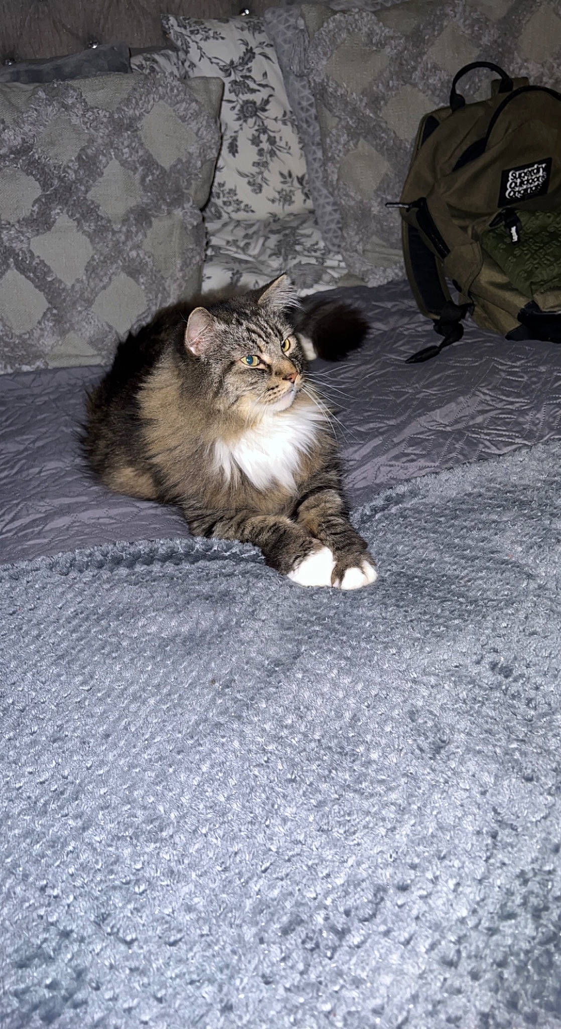 Tommy joined the competition — help win amazing prizes! asphalt, carnivore, cat, claw, domestic_short_haired_cat, fawn, felidae, flooring, fur, grey, paw, road_surface, sitting, small_to_medium_sized_cats, snout, tail, terrestrial_animal, whiskers, wildlife, wood