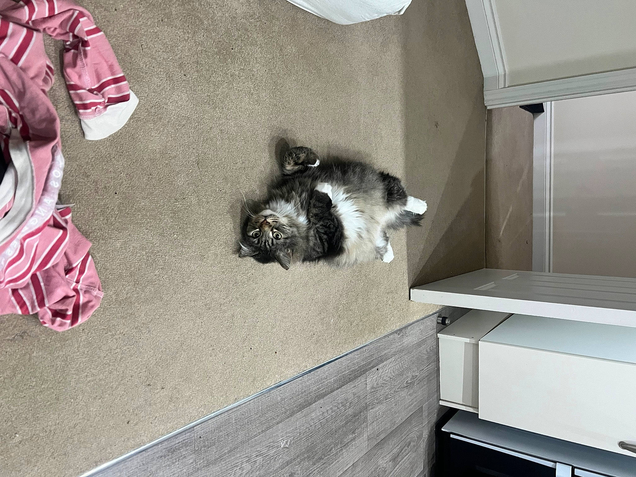 Tommy joined the competition — help win amazing prizes! canidae, carmine, carnivore, cat, comfort, companion_dog, dog_breed, domestic_short_haired_cat, felidae, floor, flooring, fur, grey, hardwood, room, small_to_medium_sized_cats, sporting_group, tail, whiskers, window