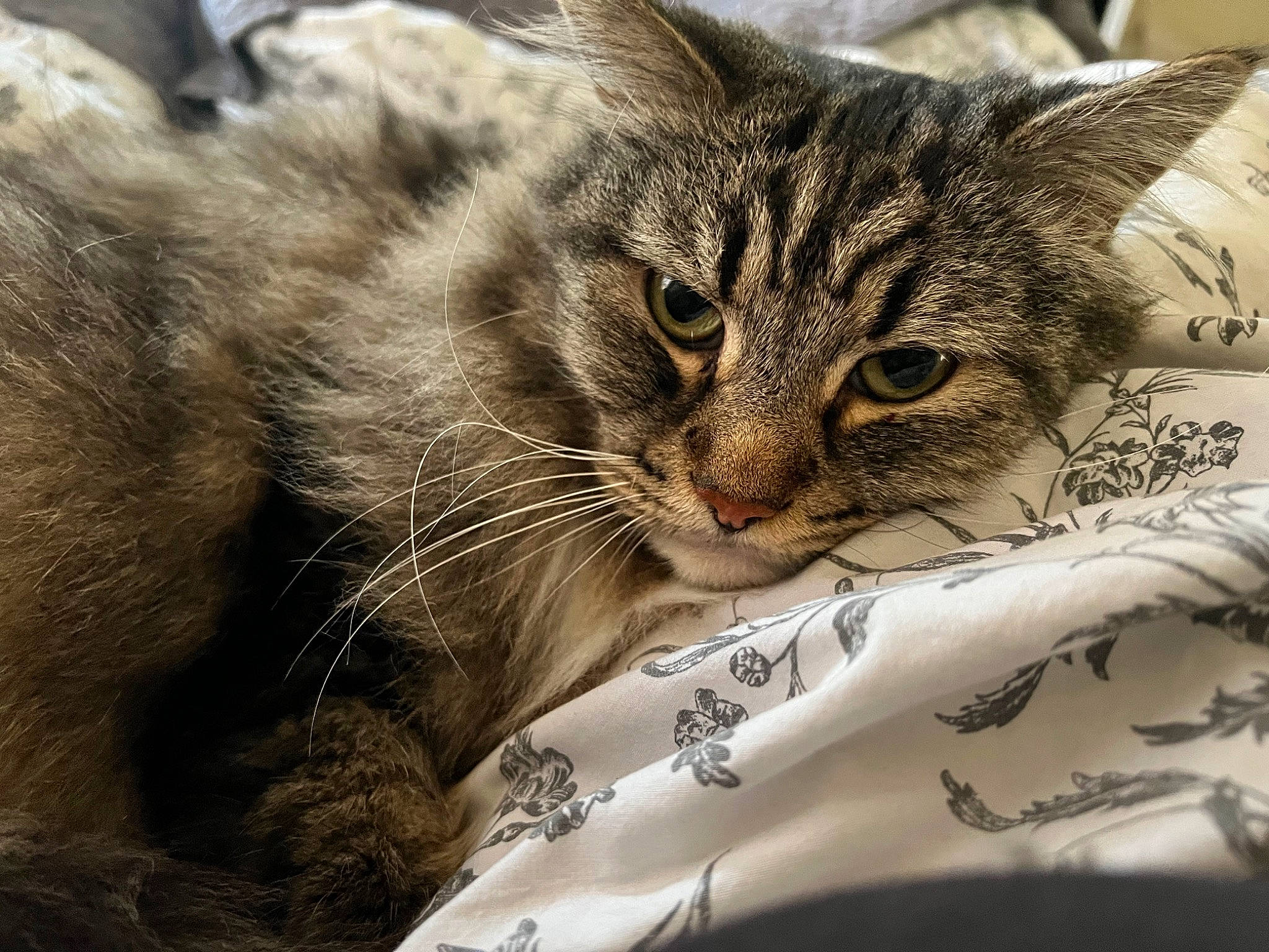 Tommy joined the competition — help win amazing prizes! carnivore, cat, claw, close_up, comfort, domestic_short_haired_cat, eye, felidae, fur, nap, paw, sleep, small_to_medium_sized_cats, snout, terrestrial_animal, tree, whiskers, wildlife