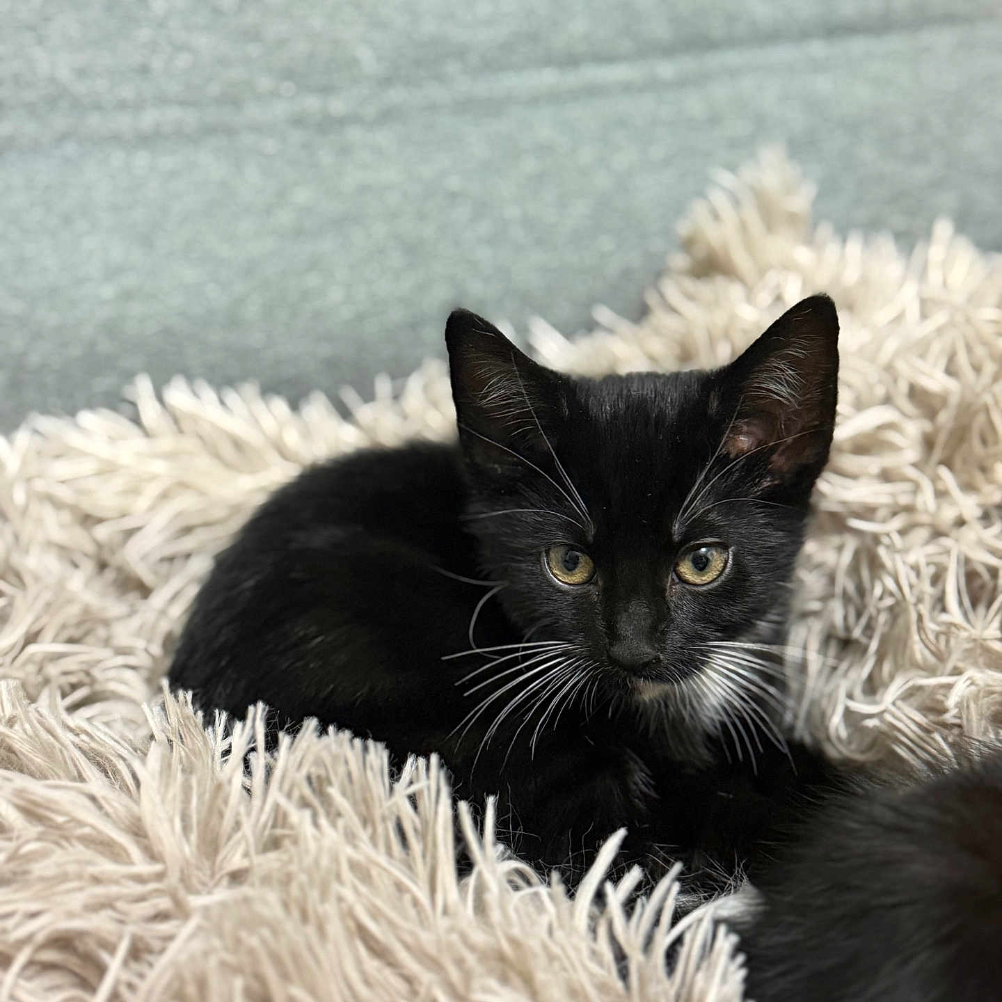 Ivy joined the competition — help win amazing prizes! abyssinian, animal, blackcat, blanket, cat, couch, furniture, homedecor, kitten, manx, pet, siamese