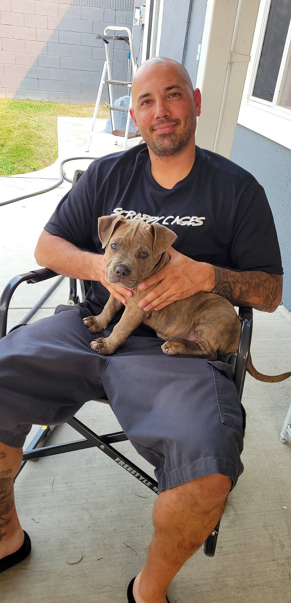 Mookie joined the competition — help win amazing prizes! beard, canidae, carnivore, chair, companion_dog, dog, dog_breed, fawn, fur, hat, lap, mammal, muscle, plant, sitting, smile, sporting_group, t_shirt, toy_dog, window