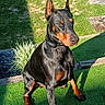alert, animal_photography, backyard, black_and_tan, collar, cropped_ears, doberman, dog, garden, grass, outdoor, paving_stones, pet, plants, pointed_ears, portrait, shadow, short_hair, sitting, sunlight