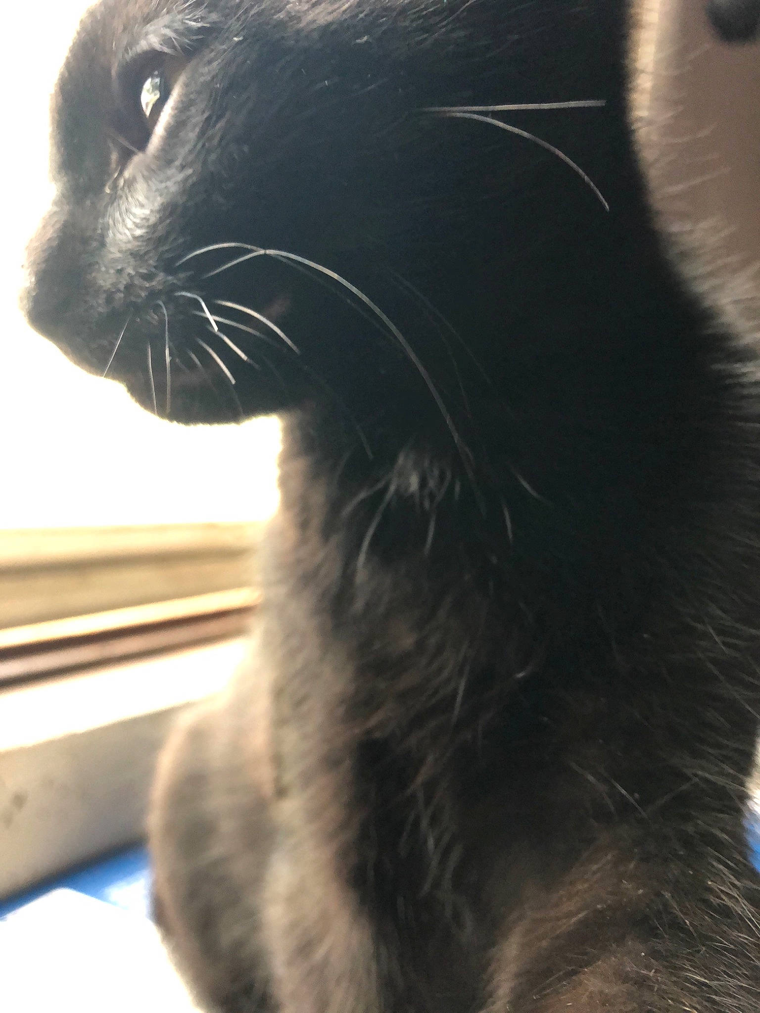 Poe joined the competition — help win amazing prizes! black, black_cat, cat, cat_like_mammal, chartreux, close_up, domestic_short_haired_cat, eye, fauna, fur, korat, nose, organ, paw, small_to_medium_sized_cats, snout, whiskers