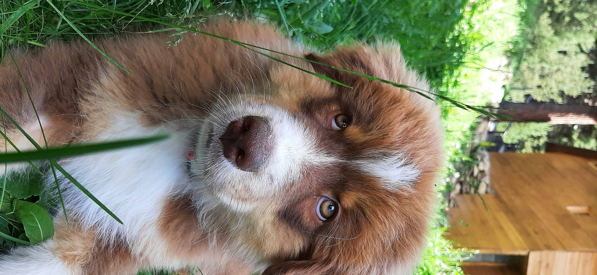 Twix participe au concours pour gagner de l'argent avec cette photo : canidae, carnivore, companion_dog, dog, dog_breed, eye, fawn, fur, grass, liver, snout, sporting_group, terrestrial_animal, whiskers, wildlife, wood, working_animal