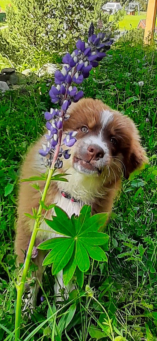 Twix a rejoint le concours — aidez-le/la à gagner de superbes lots ! botany, canidae, carnivore, cavalier_king_charles_spaniel, companion_dog, dog, dog_breed, fawn, flower, grass, groundcover, gun_dog, liver, pet_supply, plant, snout, spaniel, sporting_group, terrestrial_animal, terrestrial_plant