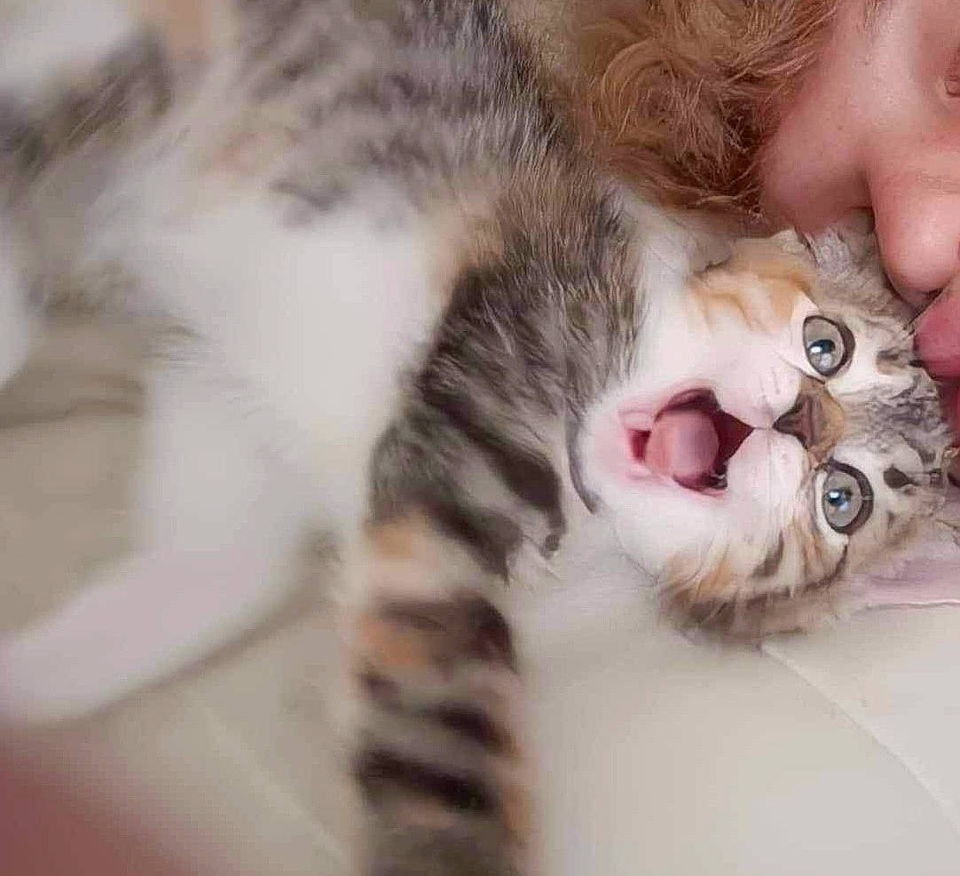 Vega a rejoint le concours — aidez-le/la à gagner de superbes lots ! carnivore, cat, claw, close_up, domestic_short_haired_cat, ear, eye, eyelash, fang, fawn, felidae, fur, gesture, nail, nose, paw, small_to_medium_sized_cats, snout, whiskers, yawn