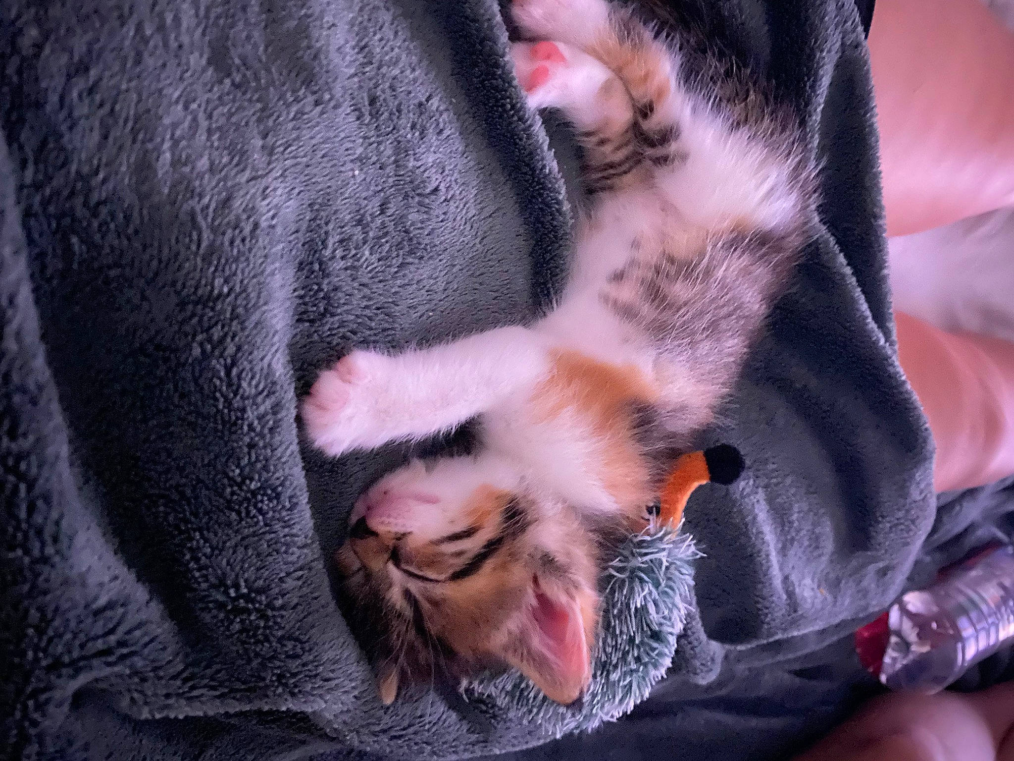 Vega participe au concours pour gagner de l'argent avec cette photo : canidae, carnivore, cat, claw, comfort, companion_dog, dog_breed, domestic_short_haired_cat, fawn, felidae, foot, fur, nail, paw, small_to_medium_sized_cats, snout, sporting_group, tail, toe, whiskers