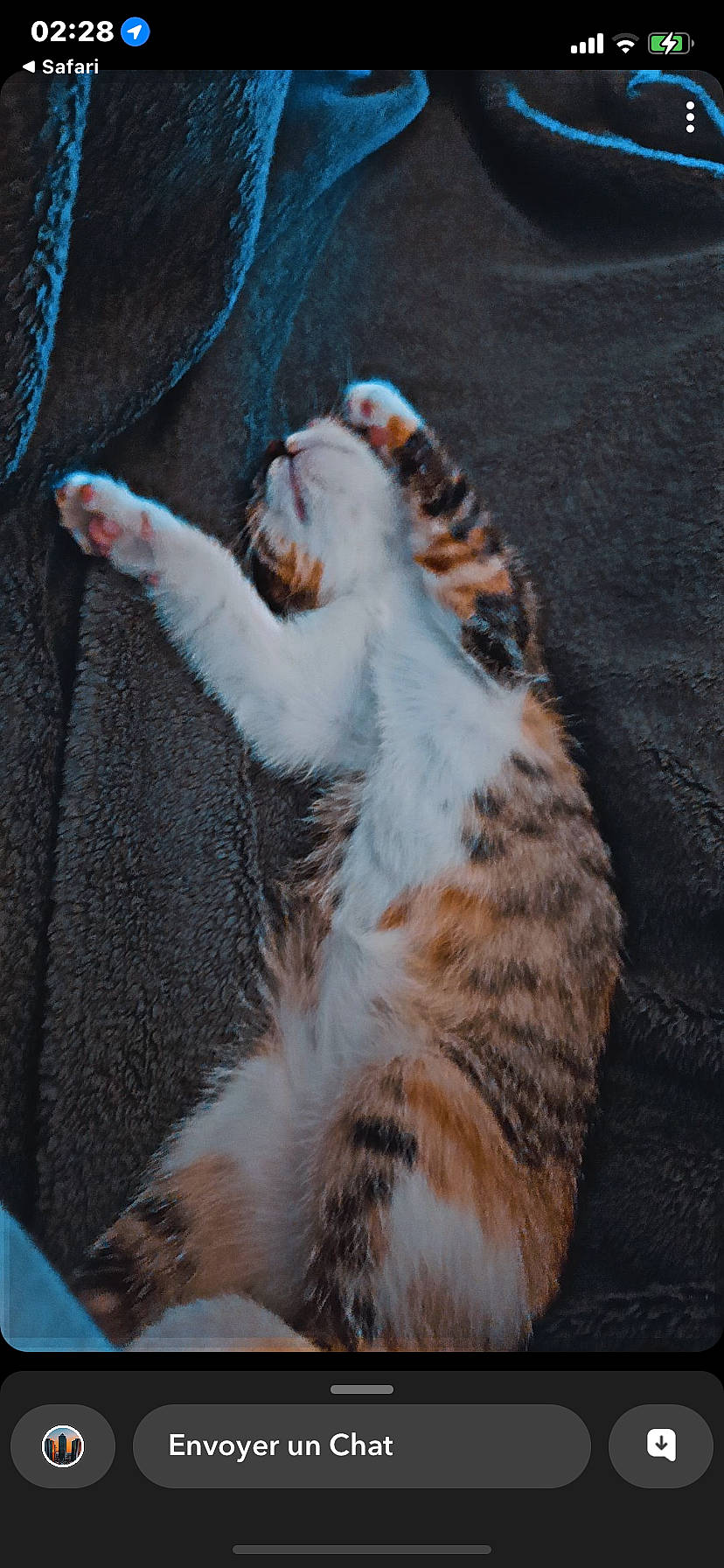 Vega participe au concours pour gagner de l'argent avec cette photo : asphalt, carnivore, cat, claw, darkness, domestic_short_haired_cat, felidae, foot, fur, paw, sitting, small_to_medium_sized_cats, snout, tail, terrestrial_animal, whiskers