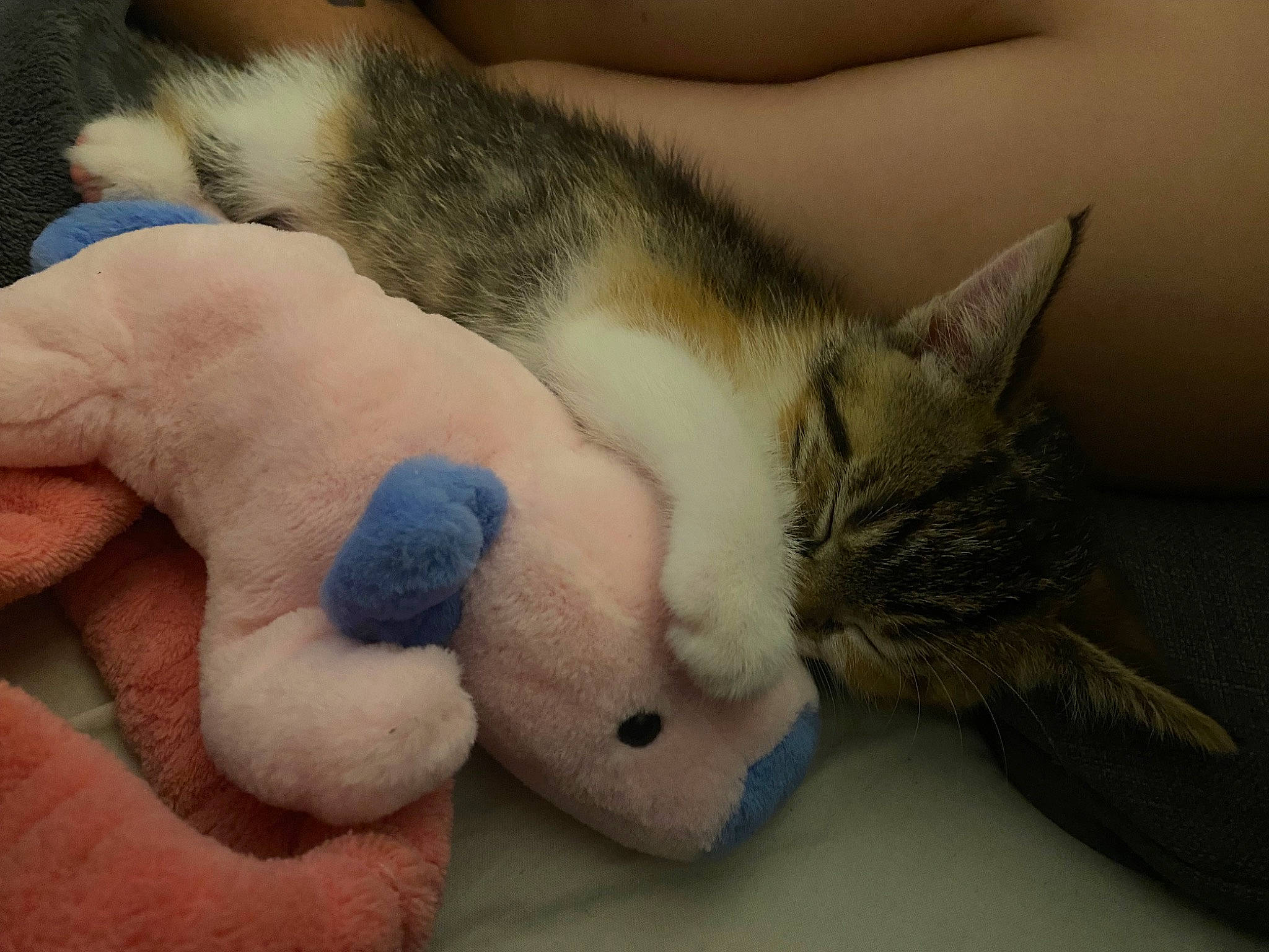 Vega participe au concours pour gagner de l'argent avec cette photo : carnivore, cat, claw, comfort, domestic_short_haired_cat, ear, eye, eyelash, fawn, felidae, foot, fur, gesture, mouse, nose, paw, small_to_medium_sized_cats, snout, tail, whiskers