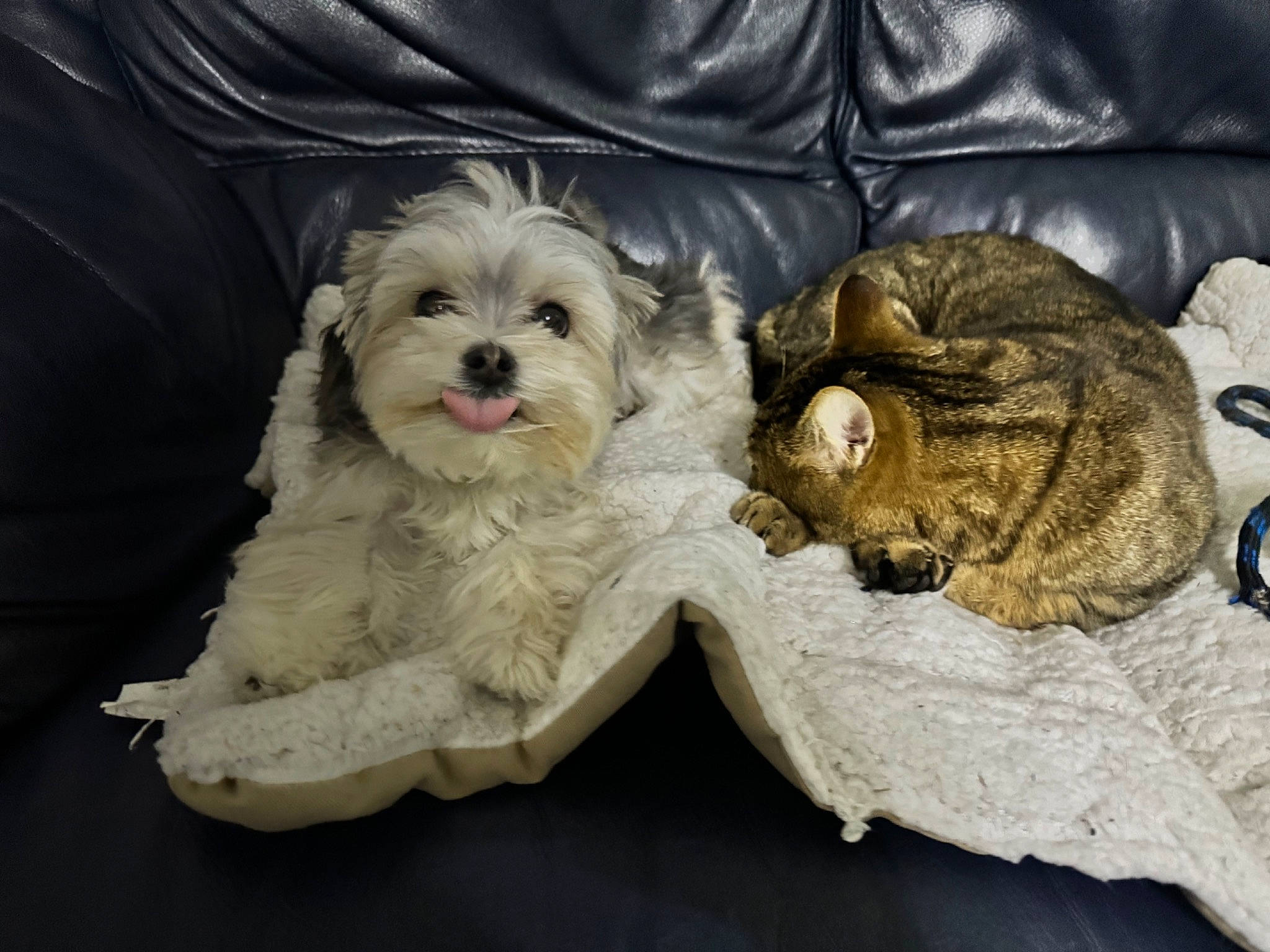 Una participe au concours pour gagner de l'argent avec cette photo : canidae, carnivore, cat, comfort, companion_dog, couch, dog, dog_breed, dog_supply, fawn, felidae, fur, puppy_love, small_terrier, snout, sporting_group, terrier, toy_dog, working_animal, yorkipoo