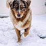 animal, black, brown, canine, cold, dog, fluffy, front_view, fur, mammal, nature, outdoor, pet, playful, portrait, snow, snowflakes, walking, white, winter