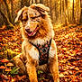 Azia participe au concours pour gagner de l'argent avec cette photo : animal, autumn, canine, dog, fall, flora, forest, fur, harness, leaves, moss, mushrooms, nature, outdoor, season, sitting, smiling, sunlight, tree, woods