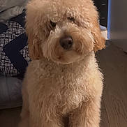 Waifur is registered to the contest to win money with this photo: dog, curly_fur, apricot, pet, indoor, wooden_floor, dresser, furniture, cute, fluffy, small_dog, home, cozy, toy_breed, sitting, animal, domestic, companion, portrait, calm