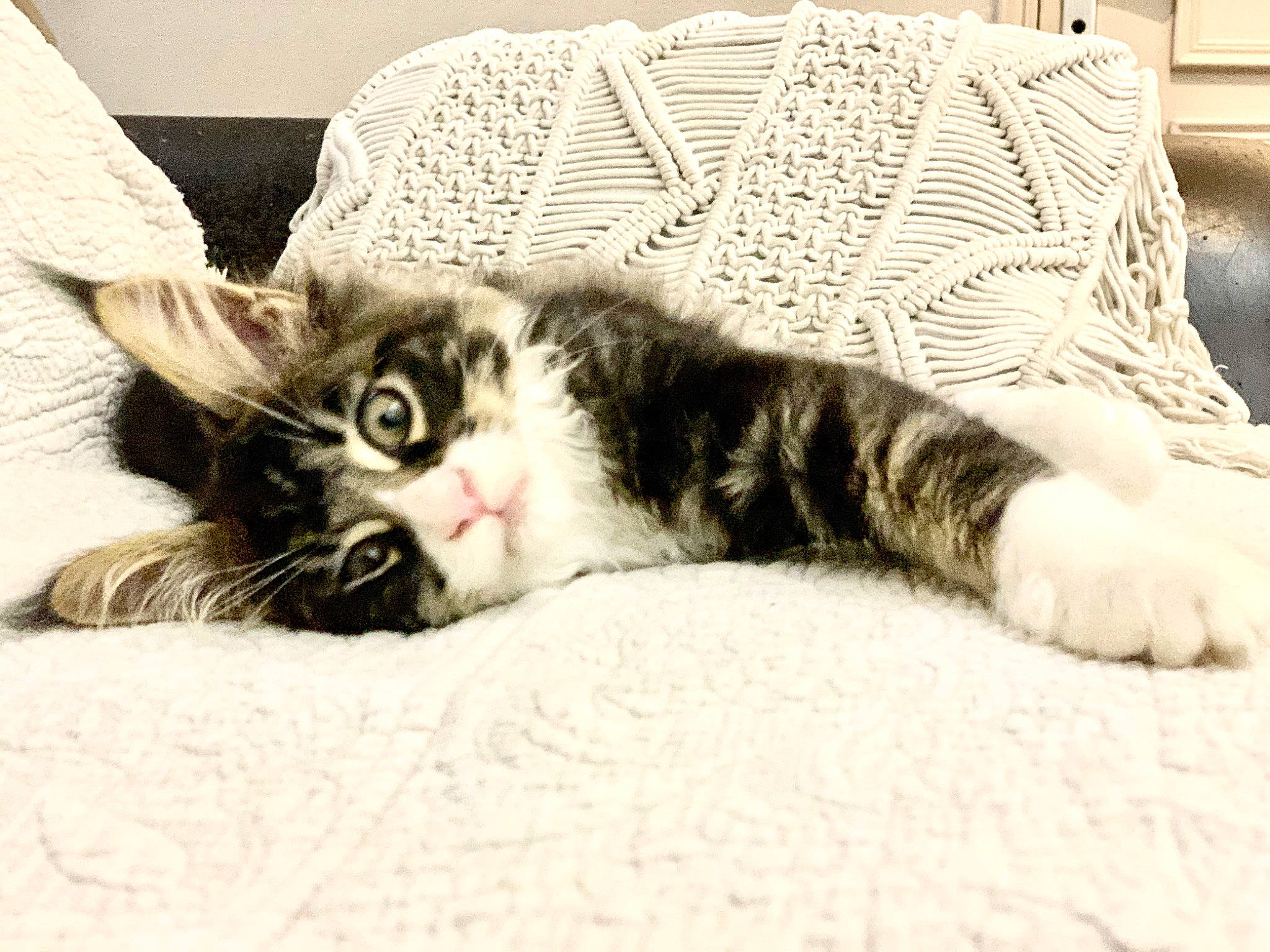 Paco a rejoint le concours — aidez-le/la à gagner de superbes lots ! american_shorthair, american_wirehair, carnivore, cat, domestic_short_haired_cat, ear, european_shorthair, eye, felidae, fur, kitten, maine_coon, mammal, norwegian_forest_cat, paw, polydactyl_cat, small_to_medium_sized_cats, snout, tabby_cat, whiskers