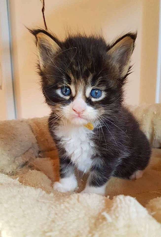 Paco a rejoint le concours — aidez-le/la à gagner de superbes lots ! american_wirehair, asian, carnivore, cat, domestic_long_haired_cat, domestic_short_haired_cat, european_shorthair, fawn, felidae, kitten, maine_coon, mammal, norwegian_forest_cat, ojos_azules, polydactyl_cat, ragamuffin, small_to_medium_sized_cats, snout, vertebrate, whiskers