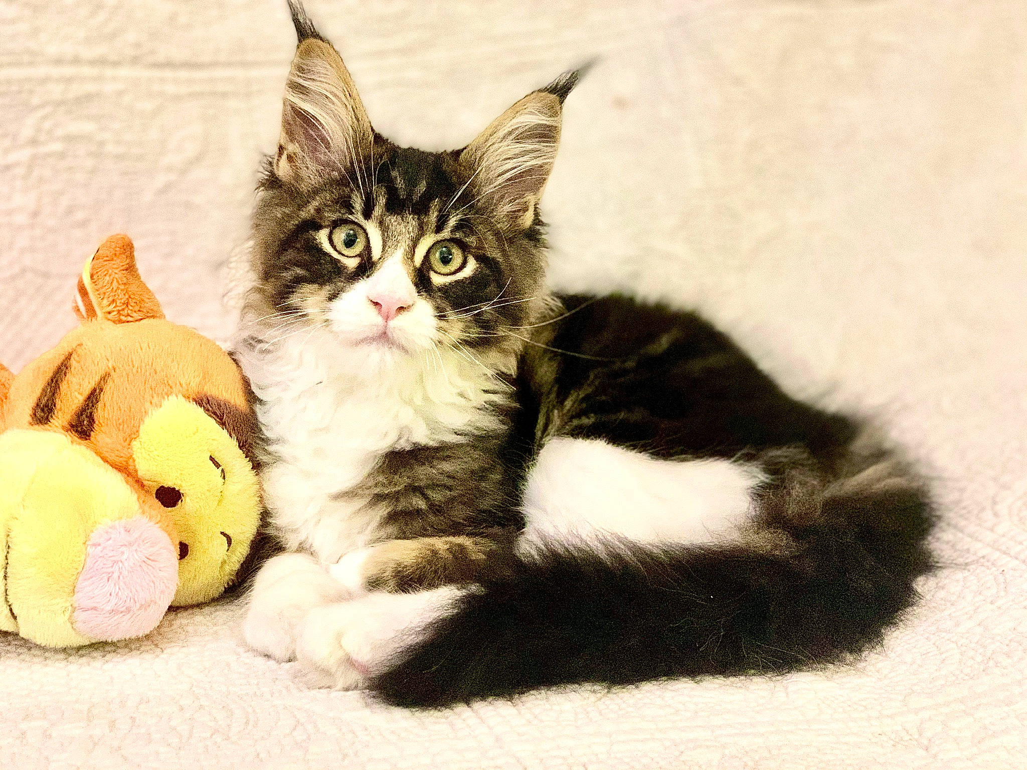 Paco a rejoint le concours — aidez-le/la à gagner de superbes lots ! american_wirehair, carnivore, cat, claw, domestic_short_haired_cat, european_shorthair, felidae, fur, kitten, maine_coon, mammal, norwegian_forest_cat, paw, polydactyl_cat, ragamuffin, small_to_medium_sized_cats, tabby_cat, tail, vertebrate, whiskers