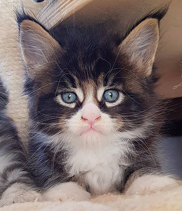 Paco participe au concours pour gagner de l'argent avec cette photo : american_wirehair, asian, asian_semi_longhair, carnivore, cat, domestic_long_haired_cat, domestic_short_haired_cat, eye, felidae, iris, kitten, mammal, norwegian_forest_cat, ojos_azules, ragamuffin, siberian, small_to_medium_sized_cats, snout, vertebrate, whiskers