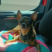 Lemmy is registered to the contest to win money with this photo: animal, blanket, canine, car_interior, collar, comfort, companion, crocheted_blanket, cute, dog, domestic_animal, ears, indoor, pet, relaxed, resting, seat, small_dog, sunlight, window