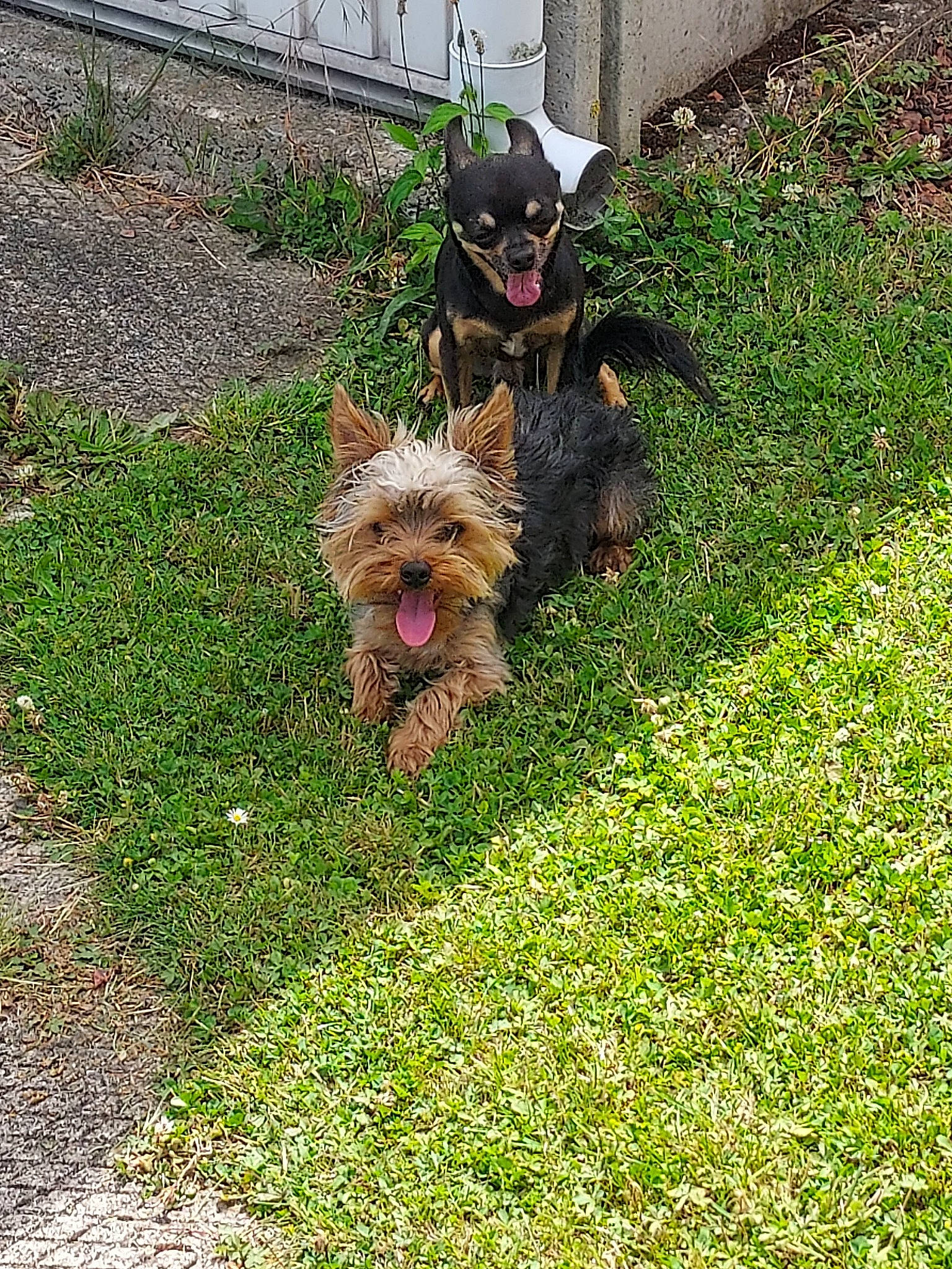 Ulysse a rejoint le concours — aidez-le/la à gagner de superbes lots ! carnivore, companion_dog, dog, dog_breed, dog_supply, fawn, fence, garden, grass, groundcover, lawn, leash, plant, small_terrier, sporting_group, tail, terrier, toy_dog, water_dog, yard