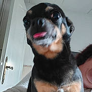 Mauricette De participe au concours pour gagner de l'argent avec cette photo : animal, black_and_tan, canine, close_up, cute, dog, door, ears, face, fur, house, indoor, nose, person_partial, pet, small_dog, tongue, tongue_out, wall, whiskers