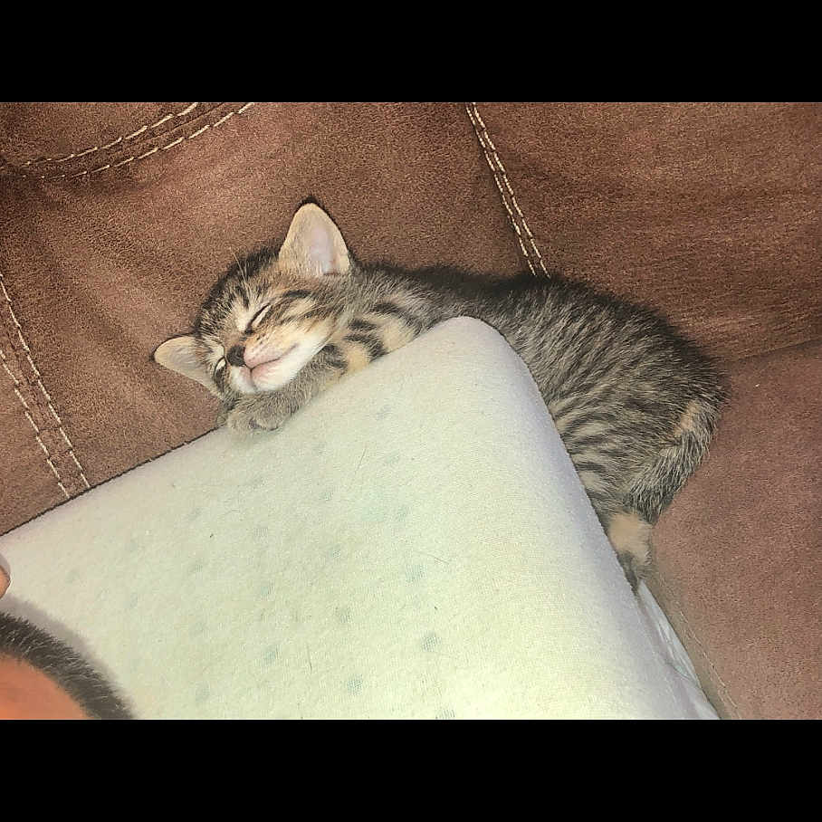Sweetface