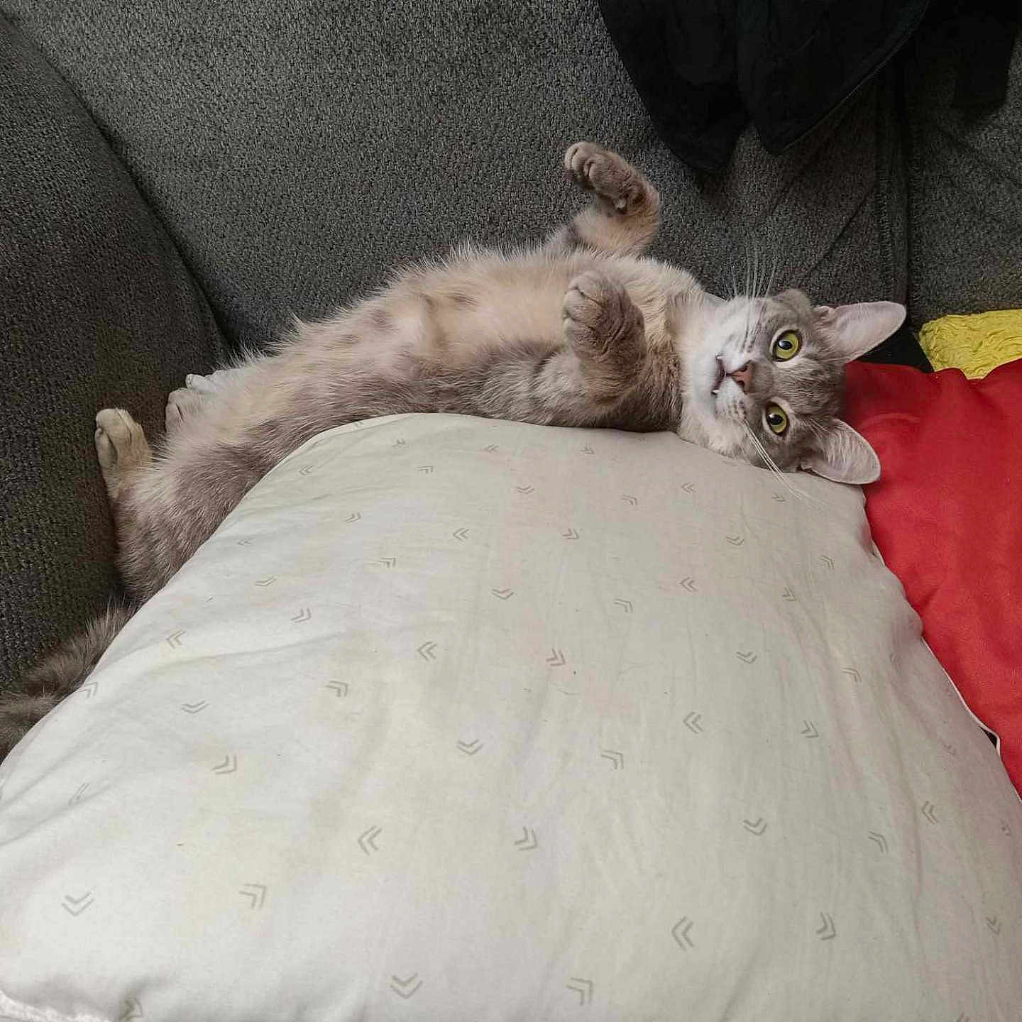 Stinkin' joined the competition — help win amazing prizes! animal, bed, bedroom, blanket, cat, couch, cushion, egyptiancat, furniture, homedecor, indoors, kitten, manx, person, pet, pillow, quilt, room, siamese, sleeping