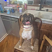Jewel is registered to the contest to win money with this photo: animal, boxer, cabinet, chair, cleaning_products, countertop, dishwasher, dog, domestic, faucet, happy, indoor, kitchen, mug, pet, seat, sink, smiling, water_bottle, wood_floor