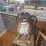 animal, boxer, cabinet, chair, cleaning_products, countertop, dishwasher, dog, domestic, faucet, happy, indoor, kitchen, mug, pet, seat, sink, smiling, water_bottle, wood_floor