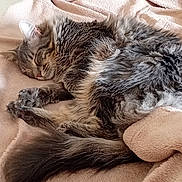 Kyo participe au concours pour gagner de l'argent avec cette photo : animal, bed, blanket, cat, comfort, cozy, cute, fluffy, fur, indoor, paw, peaceful, pet, relaxed, resting, sleeping, soft, tabby, tail, whiskers