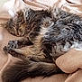 animal, bed, blanket, cat, comfort, cozy, cute, fluffy, fur, indoor, paw, peaceful, pet, relaxed, resting, sleeping, soft, tabby, tail, whiskers