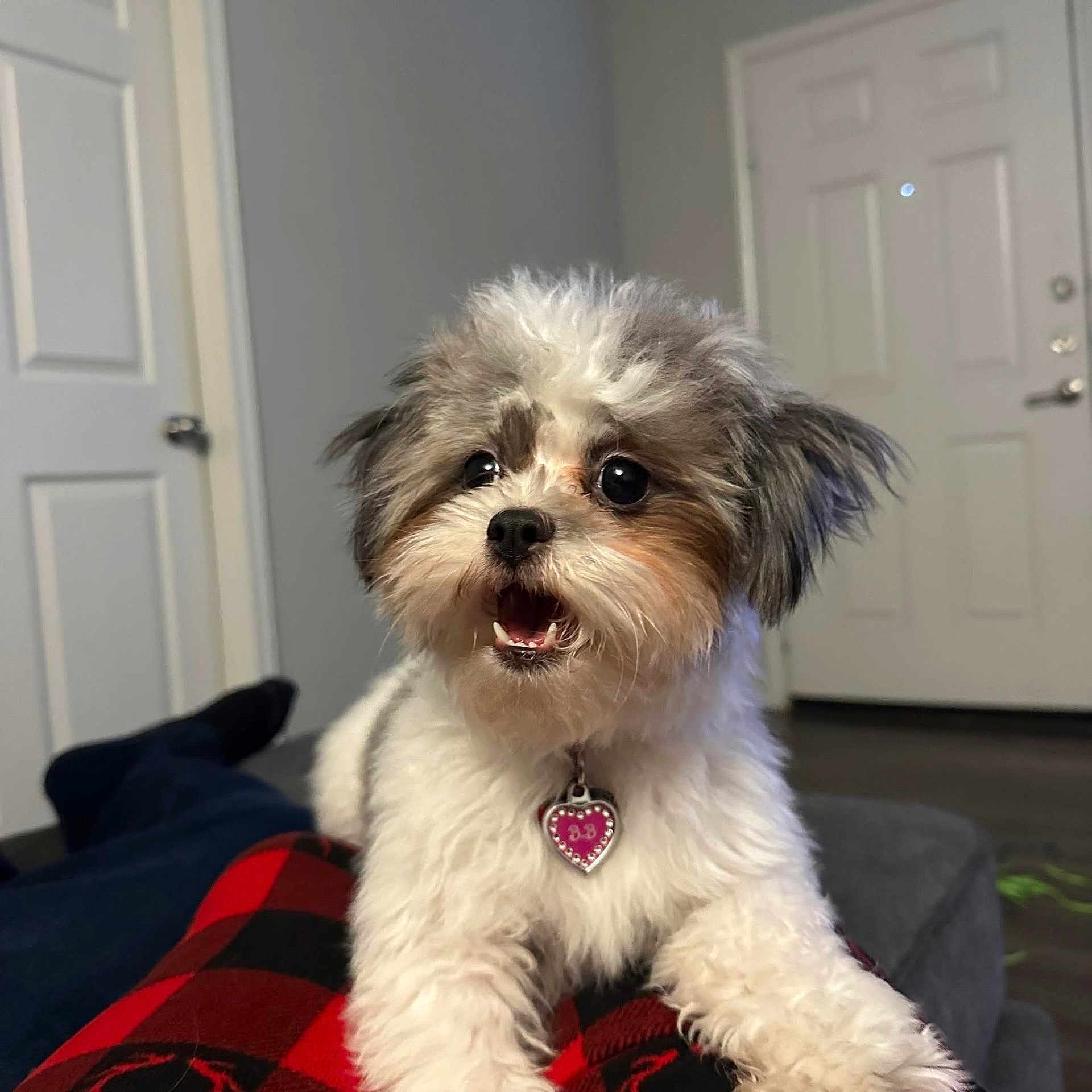 B B is registered to the contest to win money with this photo: accessories, affenpinscher, animal, bed, bedroom, canine, couch, dog, door, furniture, indoors, interiordesign, jewelry, necklace, pet, poodle, puppy, room, terrier, whitedog