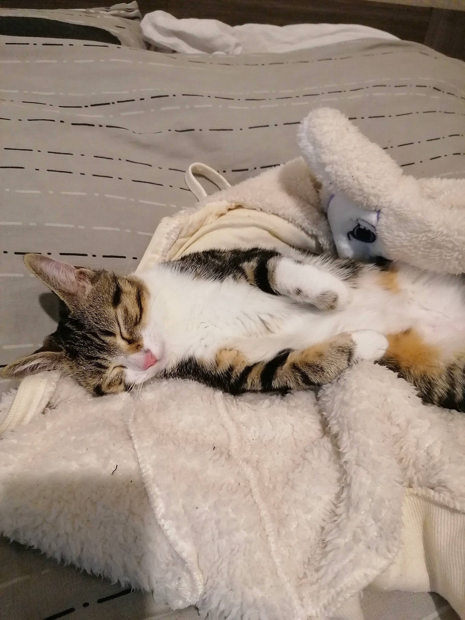 Nala a rejoint le concours — aidez-le/la à gagner de superbes lots ! aegean_cat, carnivore, cat, claw, domestic_short_haired_cat, european_shorthair, felidae, fur, kitten, nap, paw, polydactyl_cat, sleep, small_to_medium_sized_cats, tabby_cat, tail, turkish_van, whiskers