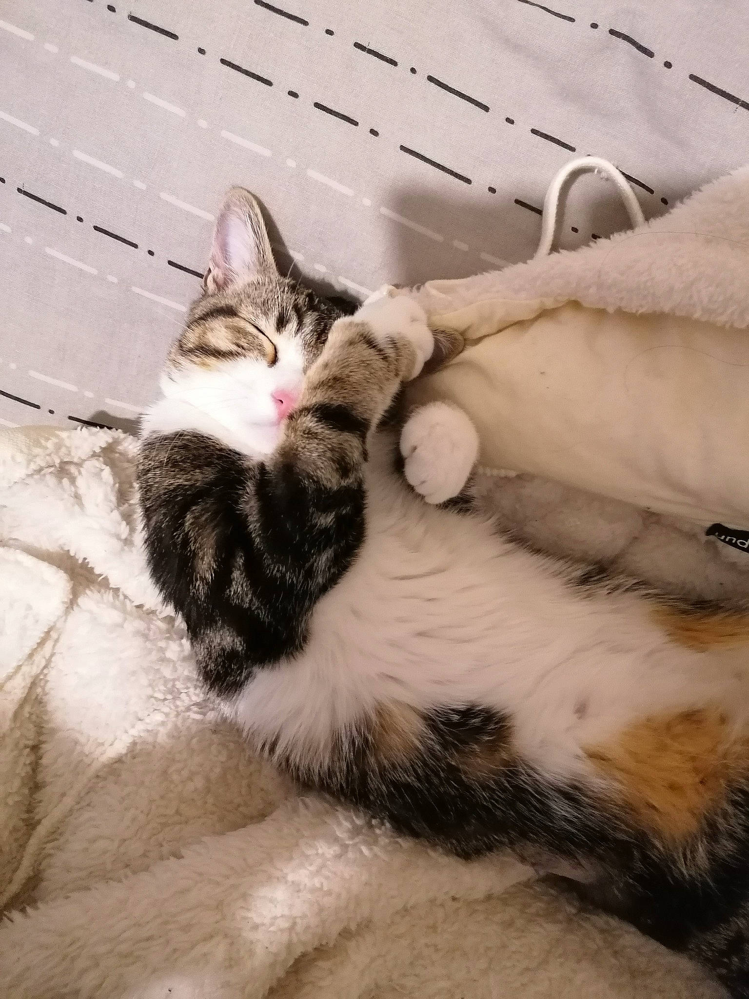 Nala participe au concours pour gagner de l'argent avec cette photo : aegean_cat, carnivore, cat, claw, ear, european_shorthair, felidae, fur, kitten, leg, maine_coon, norwegian_forest_cat, paw, polydactyl_cat, sleep, small_to_medium_sized_cats, tabby_cat, tail, whiskers