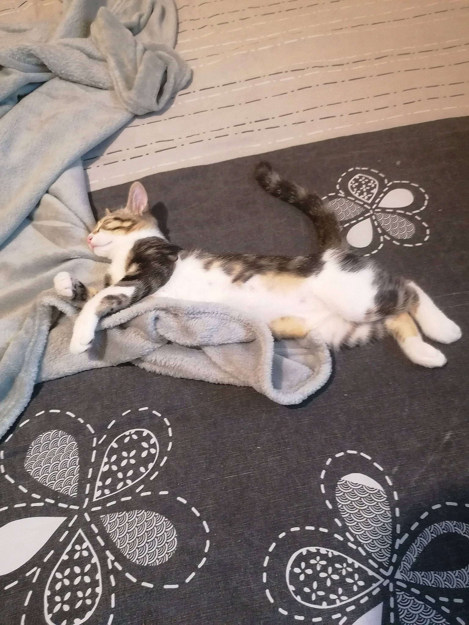 Nala a rejoint le concours — aidez-le/la à gagner de superbes lots ! canidae, carnivore, cat, fawn, felidae, floor, flooring, kitten, paw, tail, textile