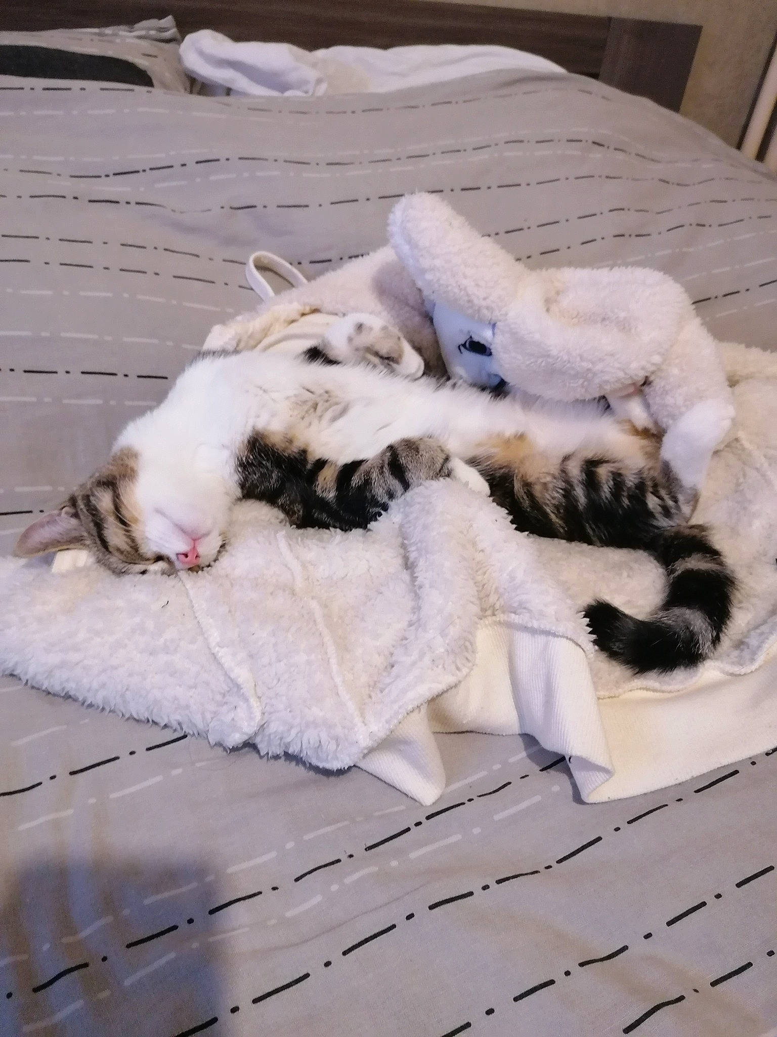 Nala participe au concours pour gagner de l'argent avec cette photo : canidae, carnivore, cat, felidae, fur, kitten, nap, paw, small_to_medium_sized_cats, tail