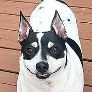 Kodie is registered to the contest to win money with this photo: animal, black_and_white, canine, close_up, companion, cute, dog, domestic_animal, ears_up, friendly, fur, happy, looking_up, outdoor, pet, playful, smiling, standing, tail_up, wooden_deck