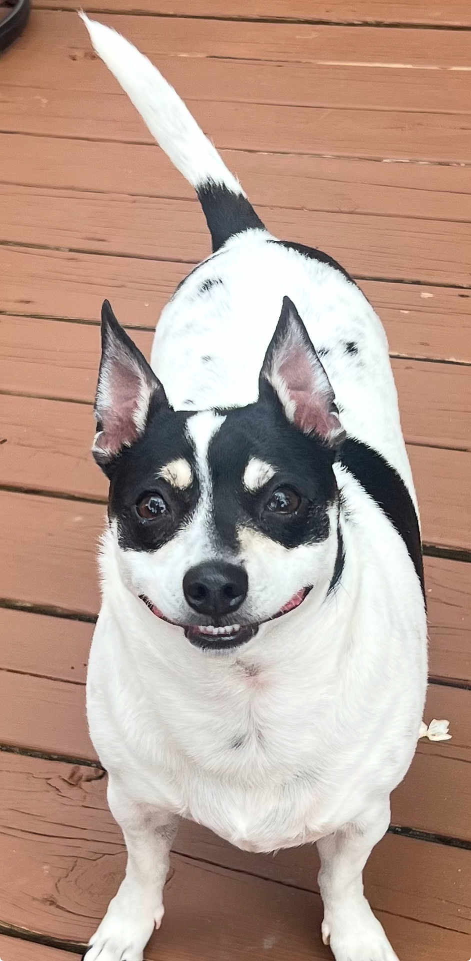 Kodie