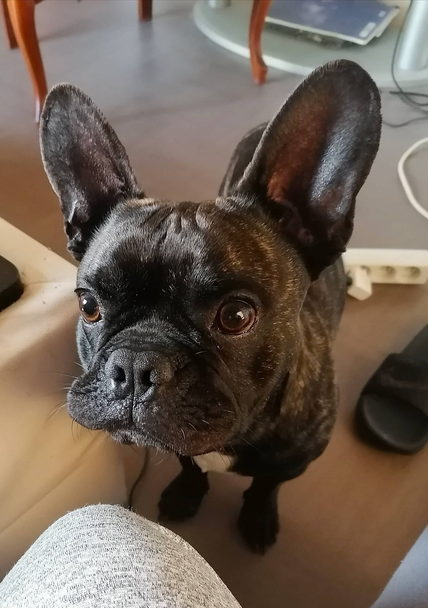 Saiko participe au concours pour gagner de l'argent avec cette photo : bulldog, canidae, carnivore, comfort, companion_dog, dog, dog_breed, ear, fawn, french_bulldog, molosser, non_sporting_group, snout, sporting_group, toy_dog, whiskers, working_animal, wrinkle