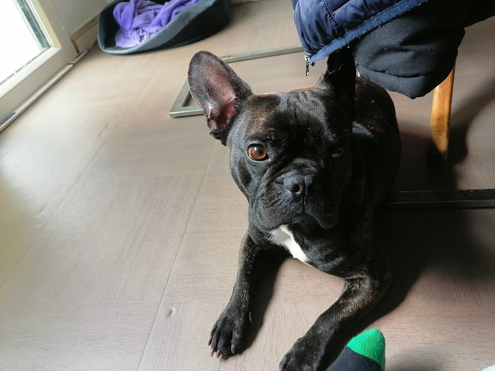 Saiko participe au concours pour gagner de l'argent avec cette photo : bulldog, canidae, carnivore, companion_dog, dog, dog_breed, fawn, flooring, french_bulldog, hardwood, non_sporting_group, snout, sporting_group, toy_dog, whiskers, working_animal, wrinkle