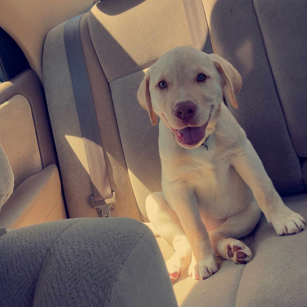 Whiskey joined the competition — help win amazing prizes! animal, backseat, car_interior, cute, daylight, dog, domestic_animal, fur, happy, headrest, labrador, paw, pet, puppy, seatbelt, shadow, sitting, smiling, sunlight, window