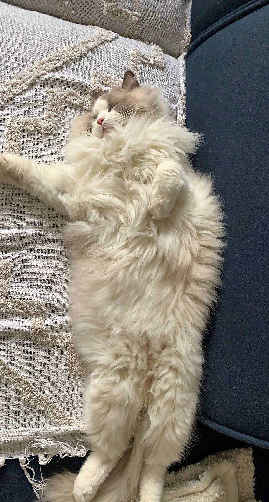 Soma a rejoint le concours — aidez-le/la à gagner de superbes lots ! british_longhair, carnivore, cat, claw, domestic_short_haired_cat, fawn, felidae, flooring, fur, paw, persian, small_to_medium_sized_cats, snout, tail, whiskers, wood