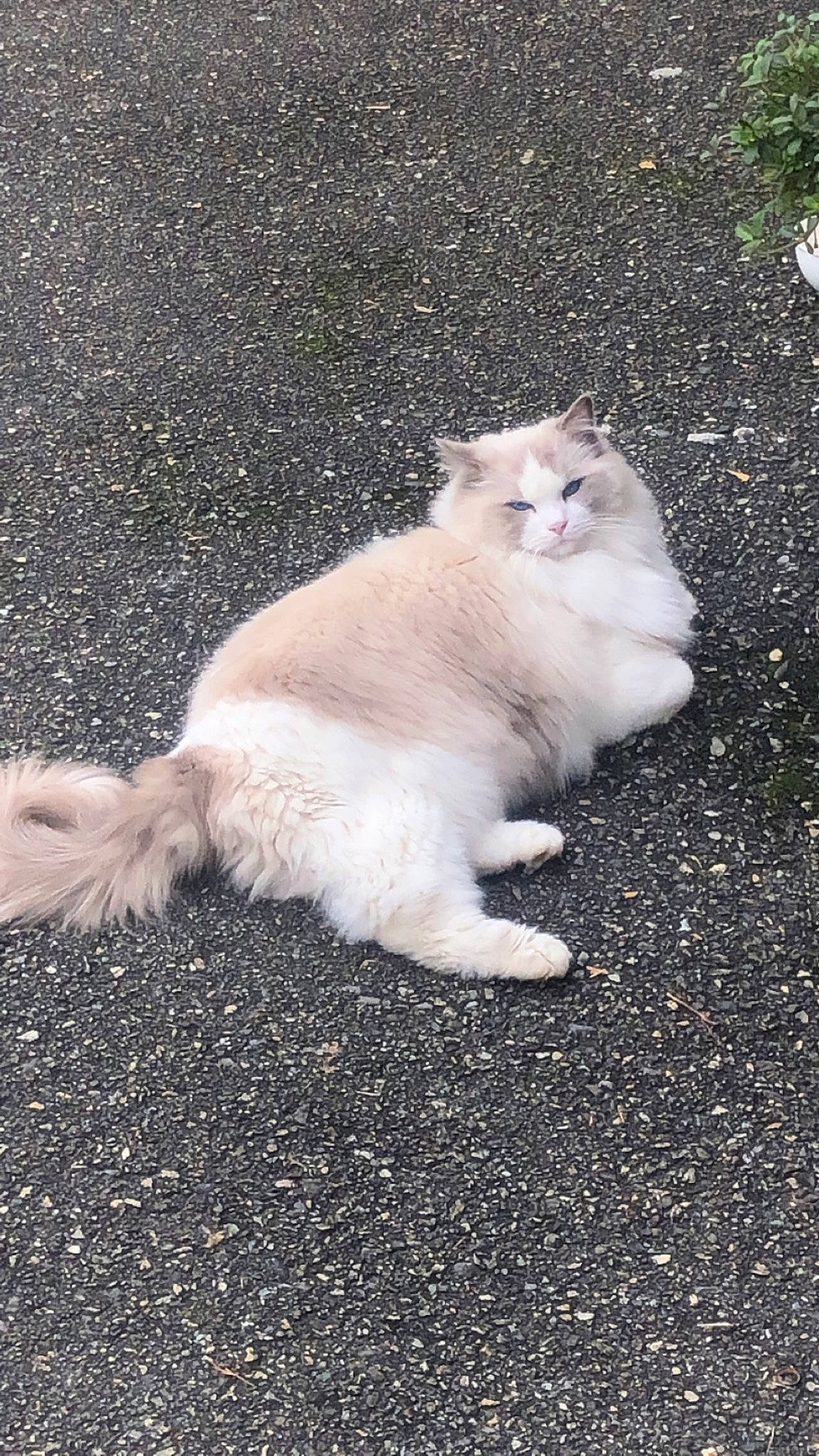 Soma participe au concours pour gagner de l'argent avec cette photo : asphalt, carnivore, cat, domestic_short_haired_cat, fawn, felidae, foot, fur, grass, paw, road_surface, sitting, small_to_medium_sized_cats, snout, tail, terrestrial_animal, whiskers