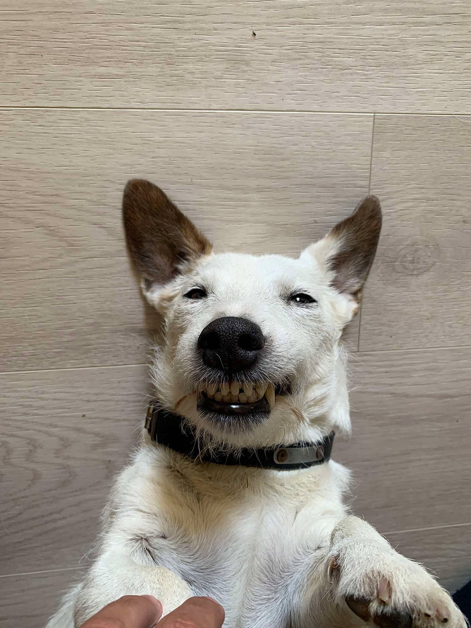 Flocon participe au concours pour gagner de l'argent avec cette photo : ancient_dog_breeds, carnivore, collar, companion_dog, dog, dog_breed, dog_collar, snout, tail, terrestrial_animal, terrier, whiskers, wood, working_animal