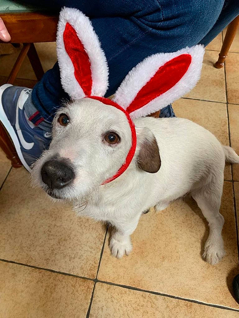 Flocon a rejoint le concours — aidez-le/la à gagner de superbes lots ! canidae, carmine, carnivore, collar, companion_dog, dog, dog_breed, dog_supply, ear, fawn, flooring, fur, happy, paw, pet_supply, snout, sporting_group, tail, whiskers, working_animal