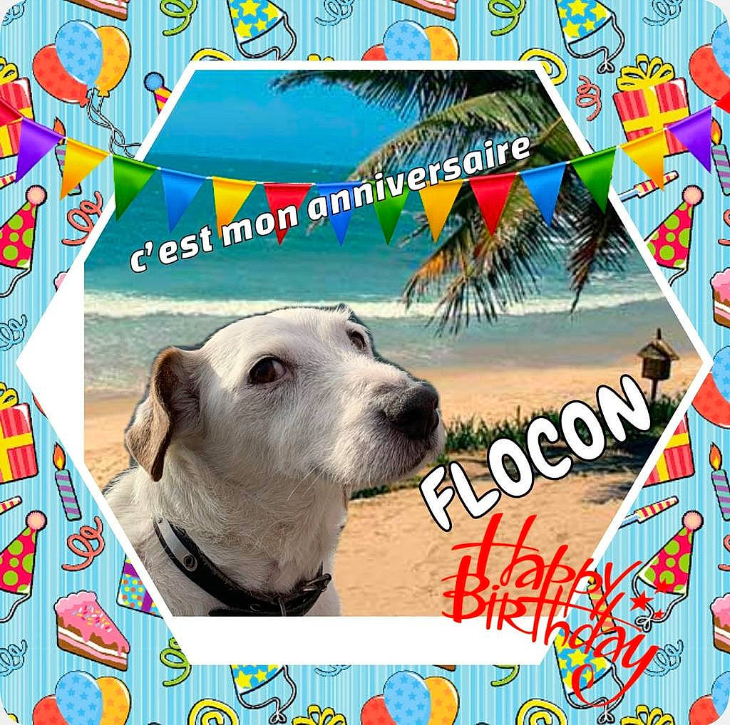 Flocon participe au concours pour gagner de l'argent avec cette photo : advertising, art, canidae, carnivore, companion_dog, dog, dog_breed, font, graphics, happy, logo, pet_supply, photo_caption, poster, recreation, snout, sporting_group, travel, water, working_animal