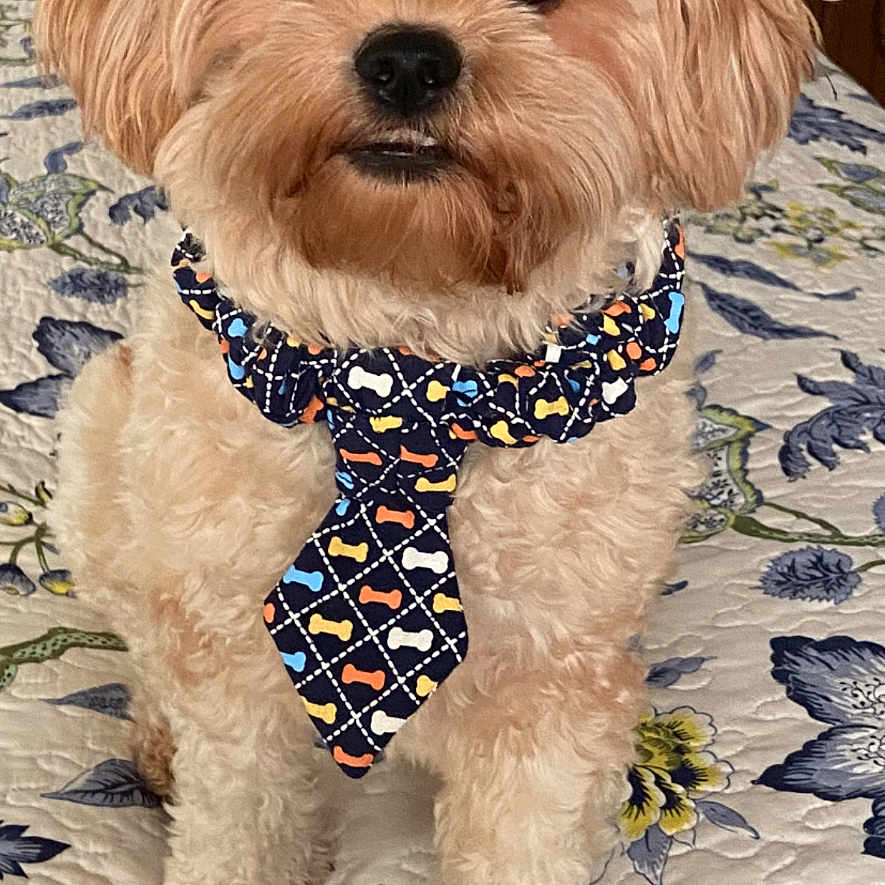 Charles Emerson joined the competition — help win amazing prizes! animal, bed, brown, closeup, curly_hair, cute, decor, dog, fluffy, furniture, home, indoor, looking_at_camera, patterned, pet, portrait, quilt, sitting, small_dog, tie